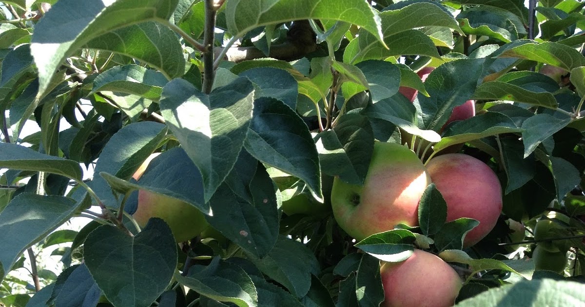Beilke Family Farm Oregon Apples UPick from the Farm Apple Season