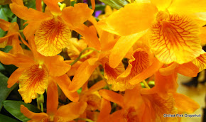 bright yellow orchids