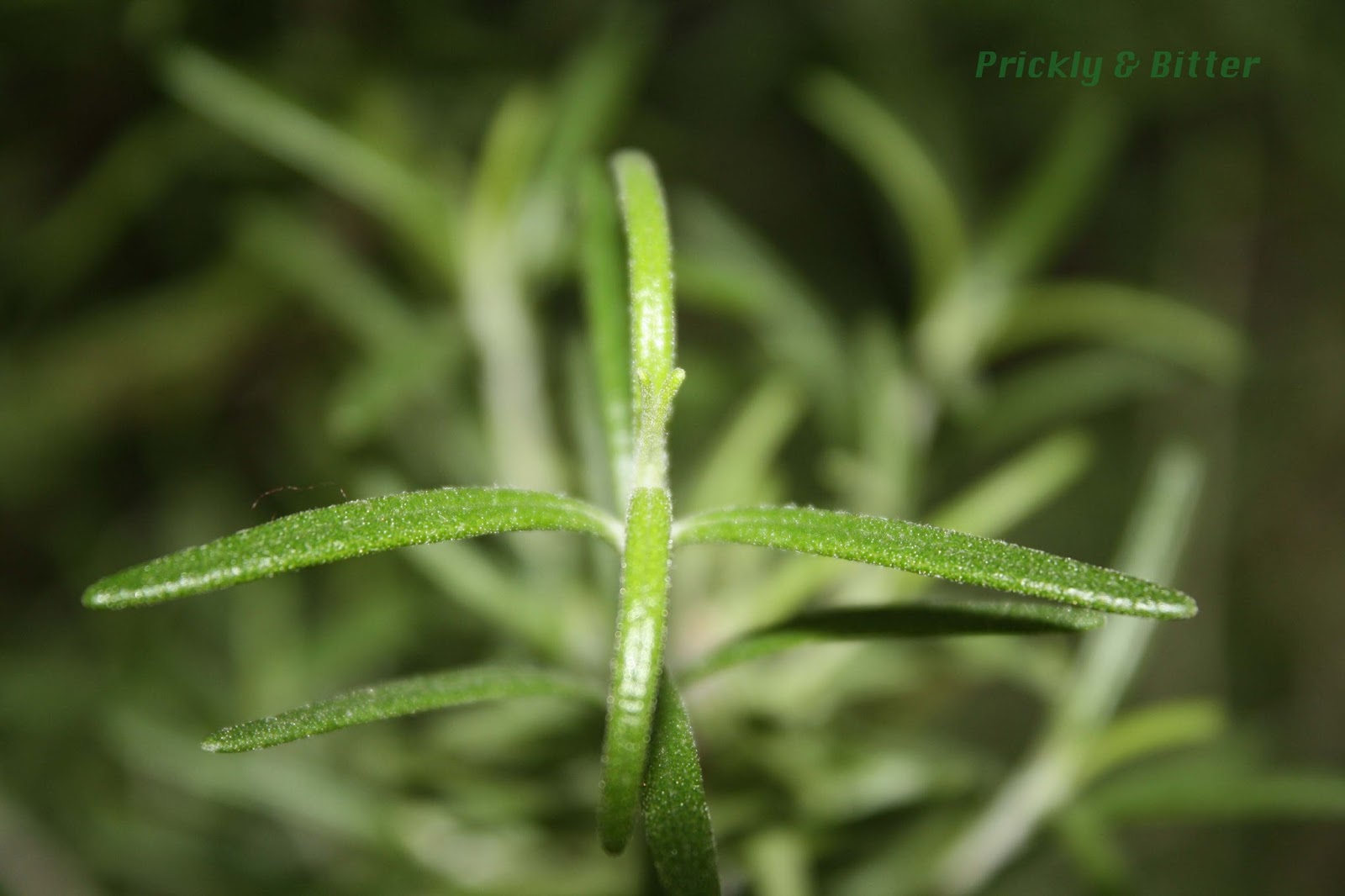 There's Rosemary That's For Remembrance Speaker at Mariah Bruce blog