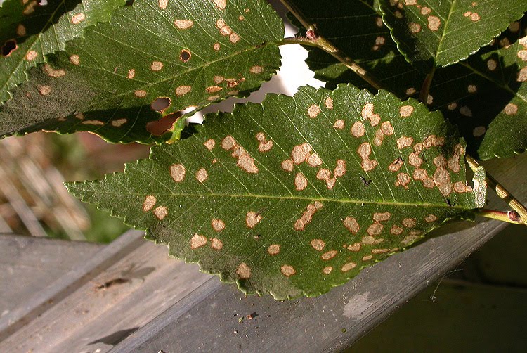 Baker County Blog Baker "Bugs" Cryptosporidium and Elm Leaf Beetle