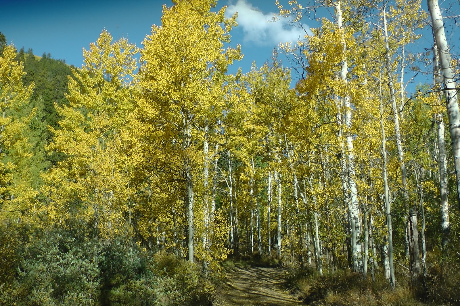 Autumn has come to the Aspen Trees