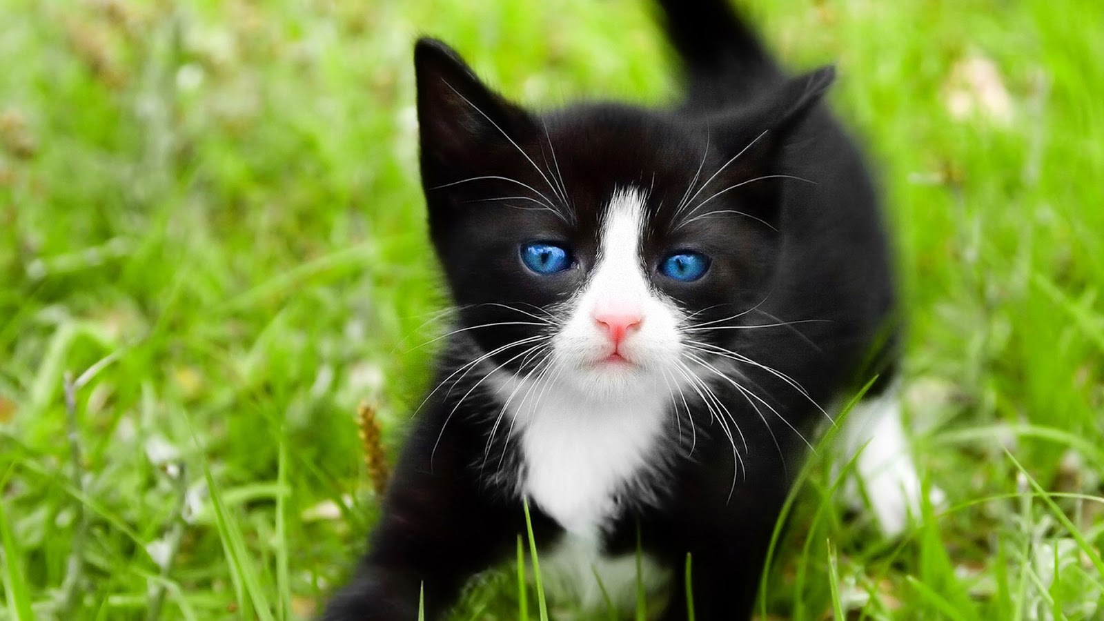 Black Kitten with Blue Eyes | Full HD Desktop Wallpapers 1080p