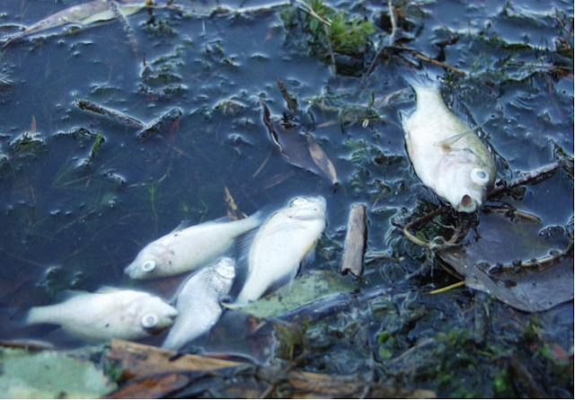 Polusi di laut Polusi di laut