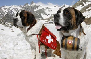 コーギーと英字新聞 セントバーナードは現在も遭難者救助犬なのか