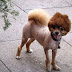 Mira fotos con los peores cortes de pelo para perros