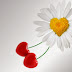 A flower with love - the heart cherries HD wallpaper