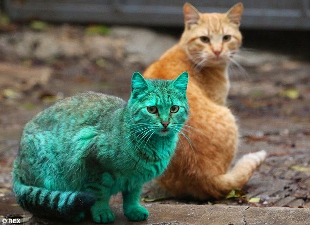 Bulgaria Misteri Kenapa Ini Kucing Berwarna Hijau Ohcewek
