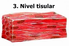 FISIOLOGIA TISULAR fisiologia tisular: