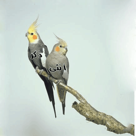 تعلم كيف تميز بين ذكر و أنثى الكوكتيل المزرعة