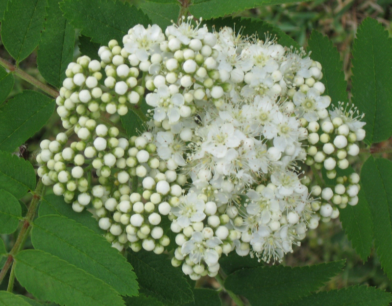 Kamaka Pottery Flowers