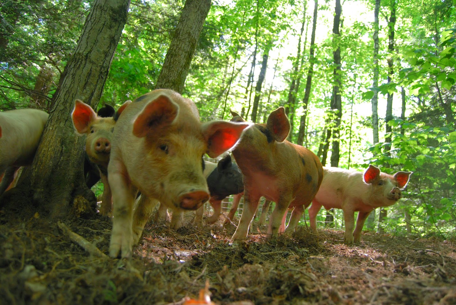 Climbing Tree Farm Pigs. Glorious Pigs.