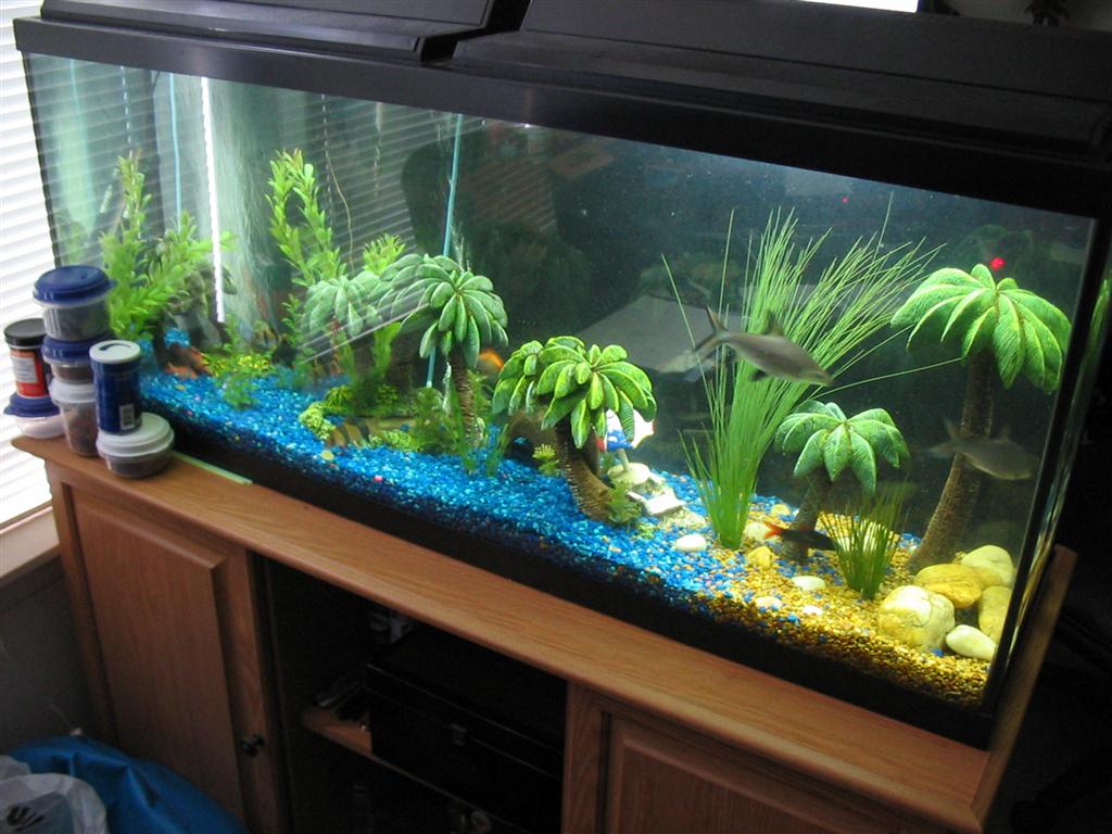 Florida Disneyland: Pictures of Fish Tanks Decorated