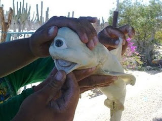 Mysterious Creature Albino Fetal Shark Mysterious Creature Albino Fetal Shark