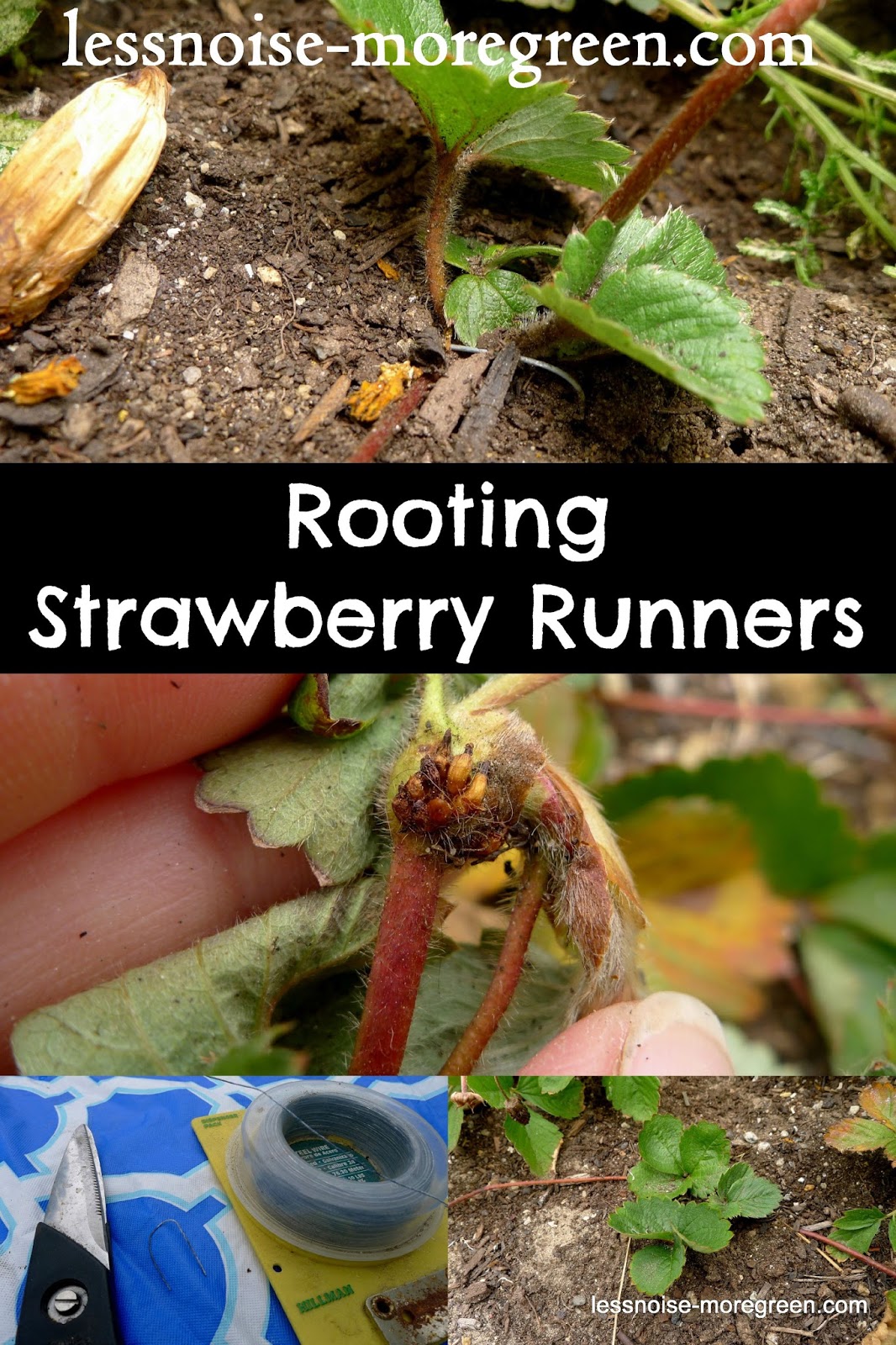 Less Noise, More Green How To Root Strawberry Runners