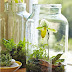 Crea tu propio Terrarium en casa: Mini Jardines Urbanos.
