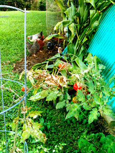 Tomatoes sprung up from loose compost seeds...lucky chickens.