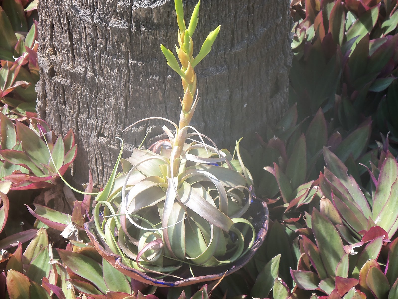 My Life Among the Lithops (and Other Strange Plants