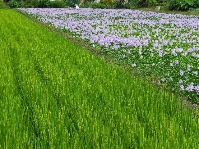 稲穂とホテイアオイ、長閑な風景。 稲穂とホテイアオイ、長閑な風景。