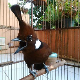 Fauna Burung Cililin