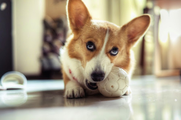 Animals Are Seriously In Love with Soccer