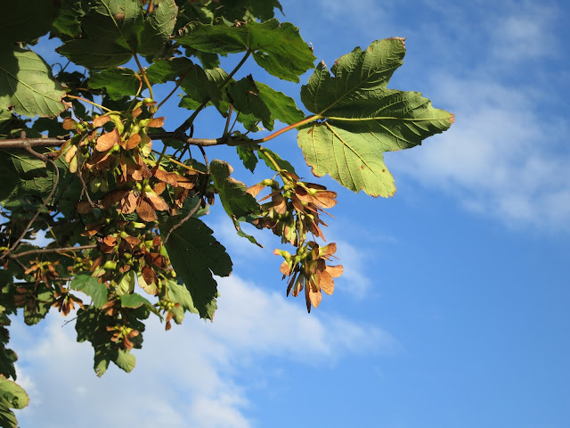 September sycamore seeds and leaves against a blue sky.