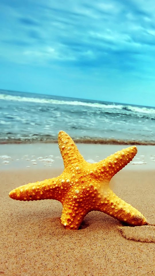 Beach Golden Starfish Macro  Android Best Wallpaper