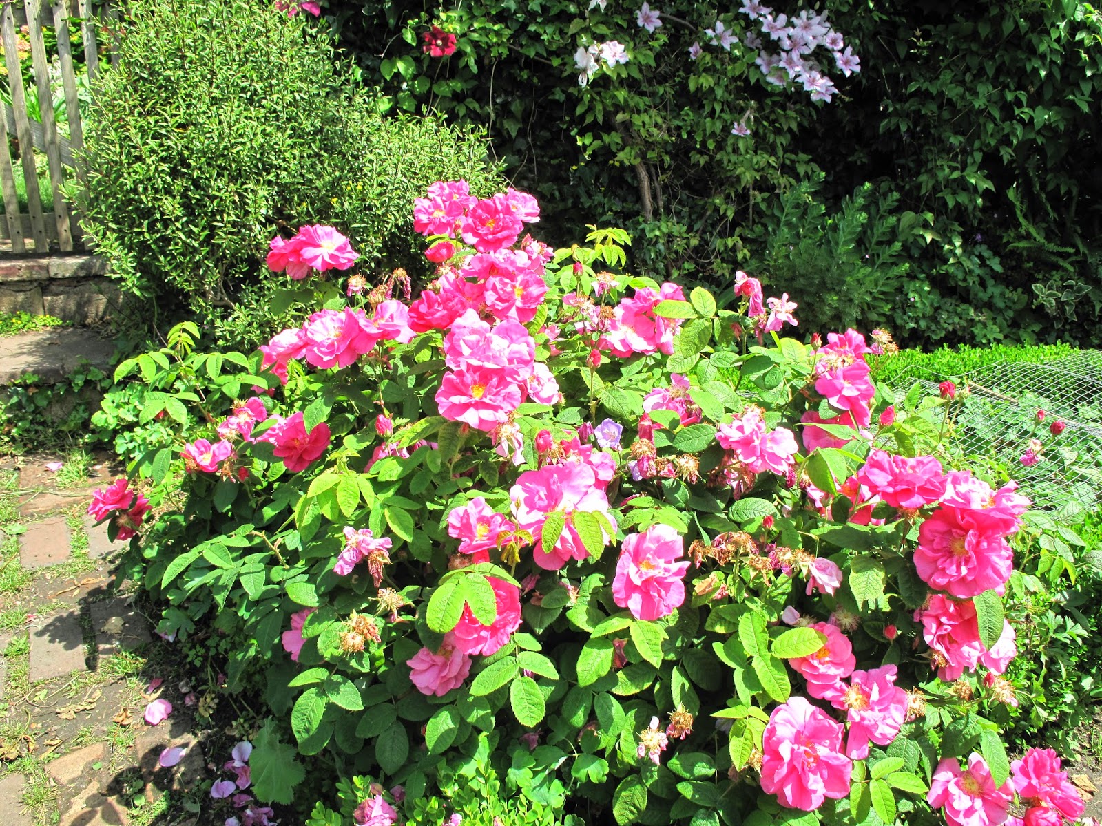 Joanne's Cottage Garden ROSES IN MY VEGETABLE GARDEN