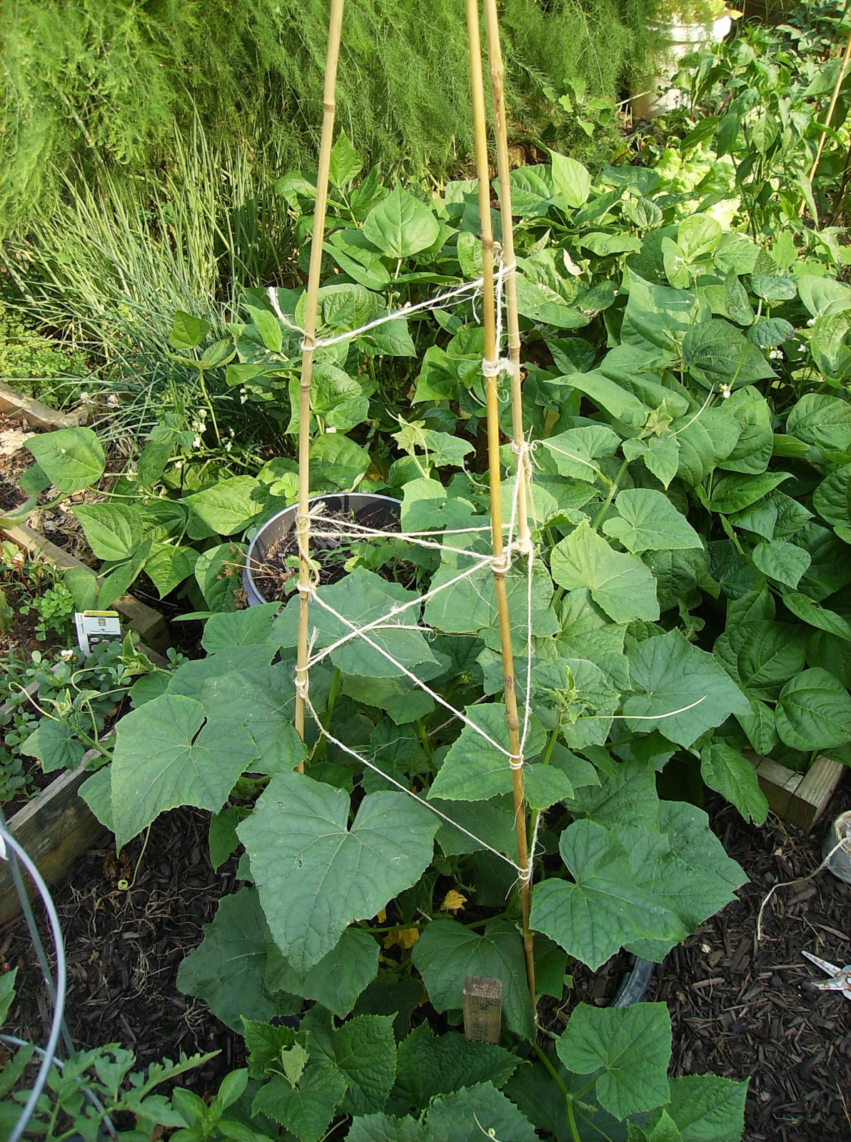 The Rusted Vegetable Garden A TeePee Trellis for Container Cucumbers