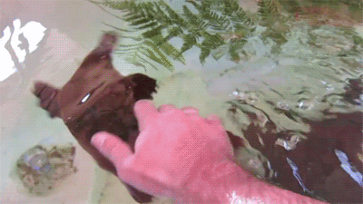 Funny animal gifs - part 93 (10 gifs), platypus playing with human