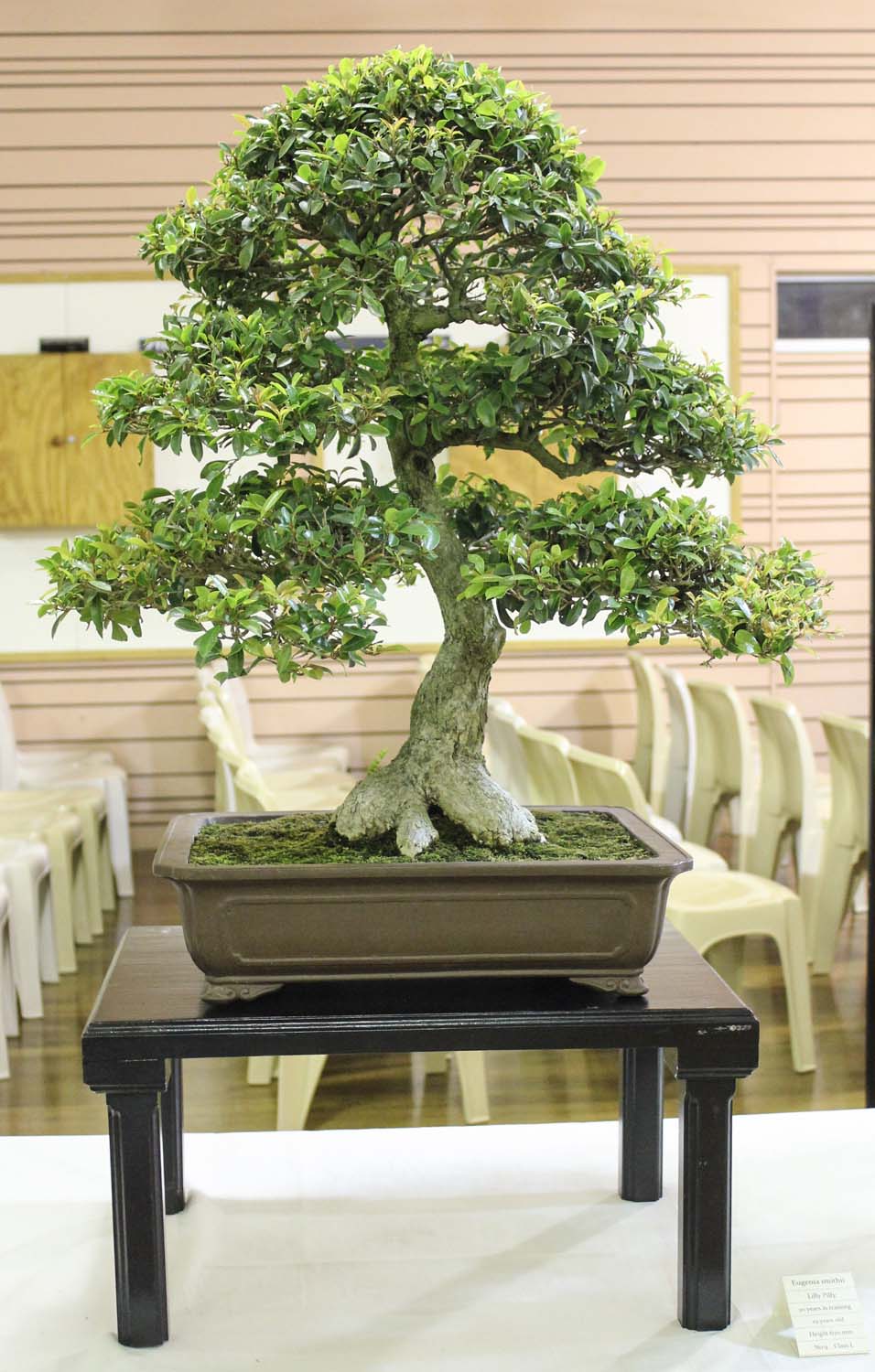 Redlands Bonsai Society 2015 Annual Bonsai Show More Pictures Redlands Bonsai Society 2015 Annual Bonsai Show More Pictures