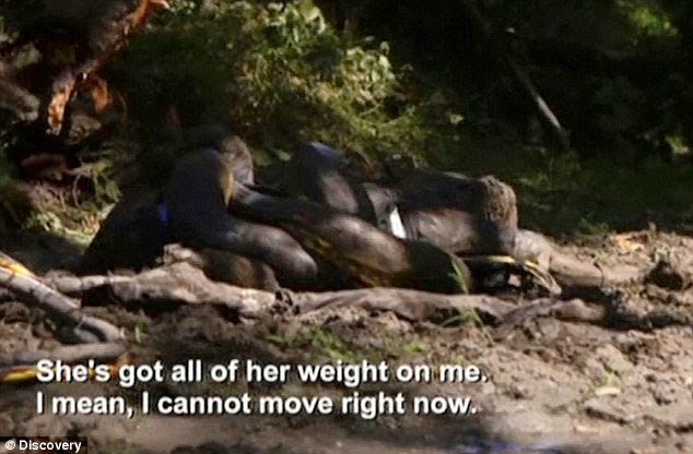 Eaten Alive by Anaconda Snake TV Stunt by Discovery Channel Photos and Video Eaten Alive by Anaconda Snake TV Stunt by Discovery Channel Photos and Video