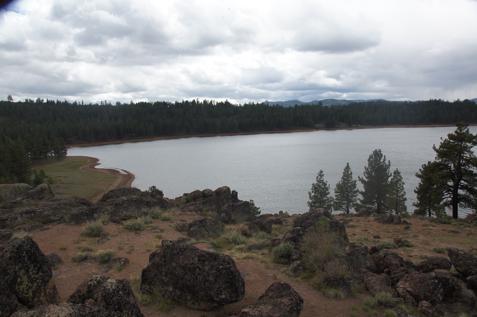 Mamma Quail Hiking California Lost in the woods Camping at Frenchman