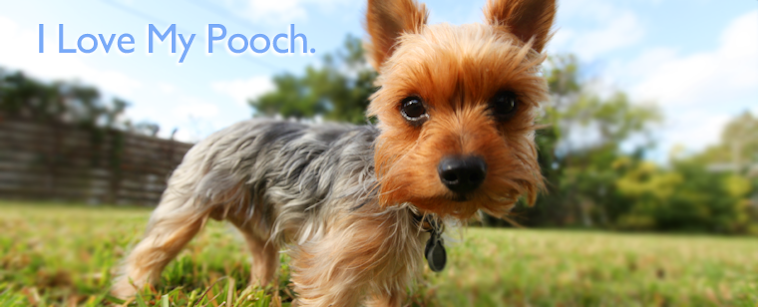 I love my Pooch!