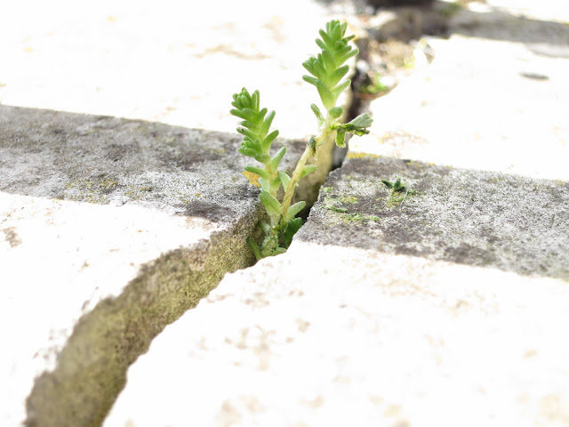 Tiny succulent plant grows through crack in stone step.