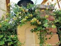 Lonicera japonica