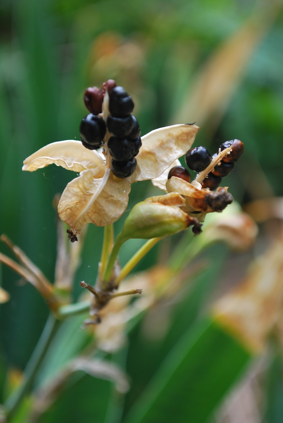 Greenish Thumb GTTC more fish... and black eyed peas