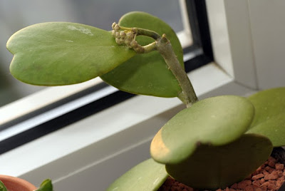Hoya kerrii with flower buds