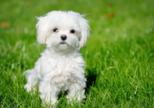Tips Merawat Dan Memelihara Anjing Maltese Si Hidung Hitam
