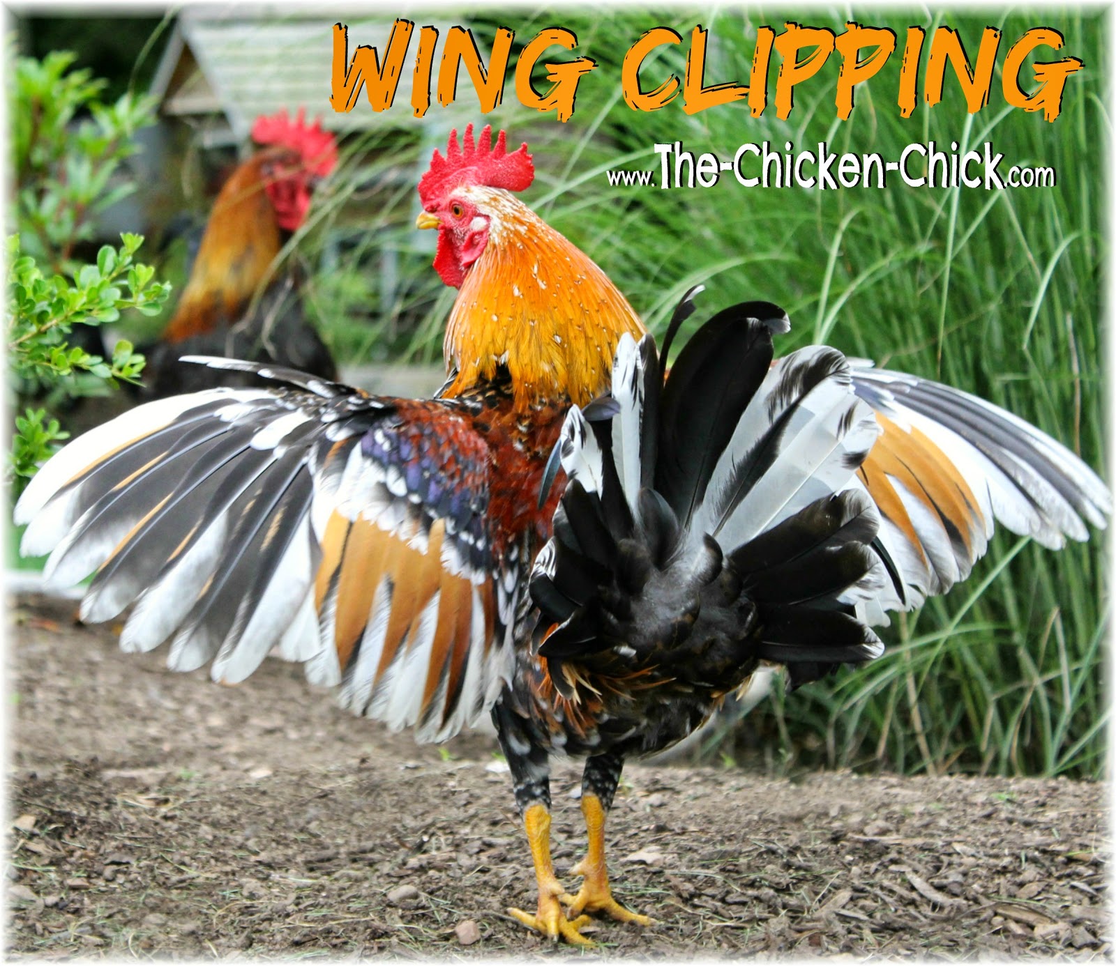 Wing Clipping Whether & How to Clip a Chicken's Wing Feathers The