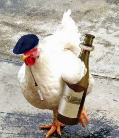 Get Funny Hen Pics Free Download Snipping World For Android Free Get Wallpaper Funny Hen Pics Free Download Snipping World HD