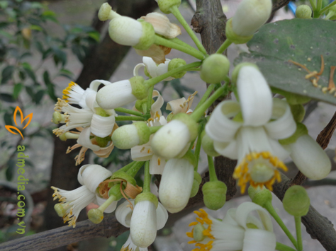 hương hoa bưởi hương hoa bưởi