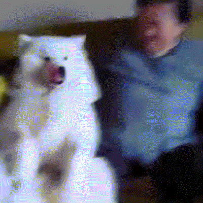Funny animal gifs - part 122 (10 gifs), samoyed dog in baby seat