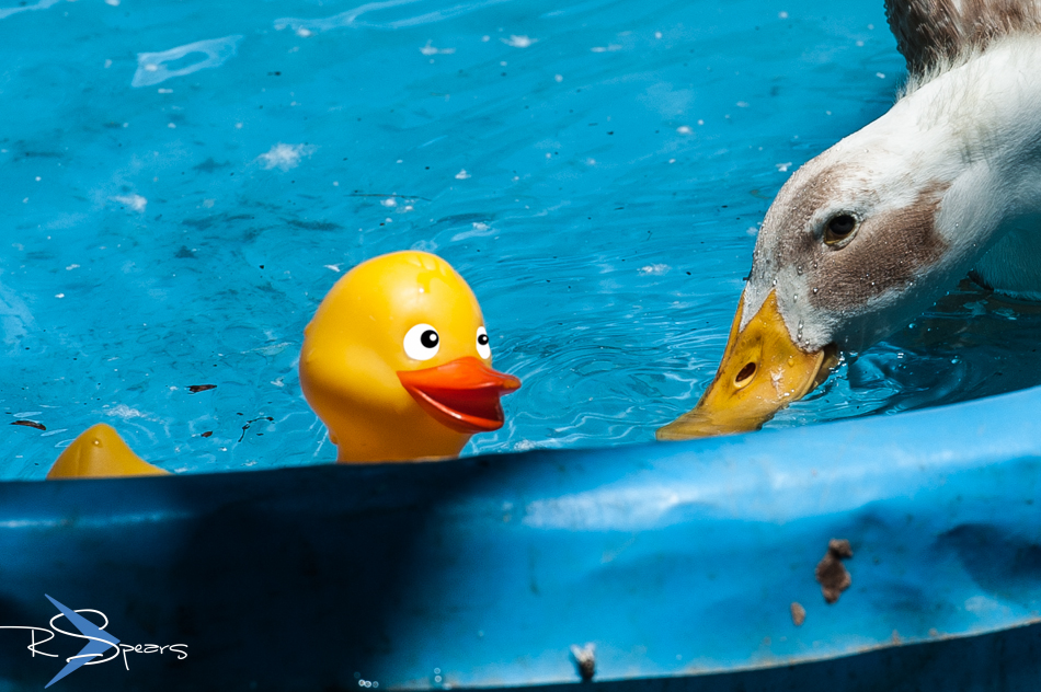 Shutter Speed The Rubber Ducky Attack