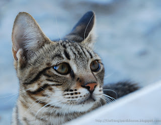 Green-eyed Cat Dusky Beauty