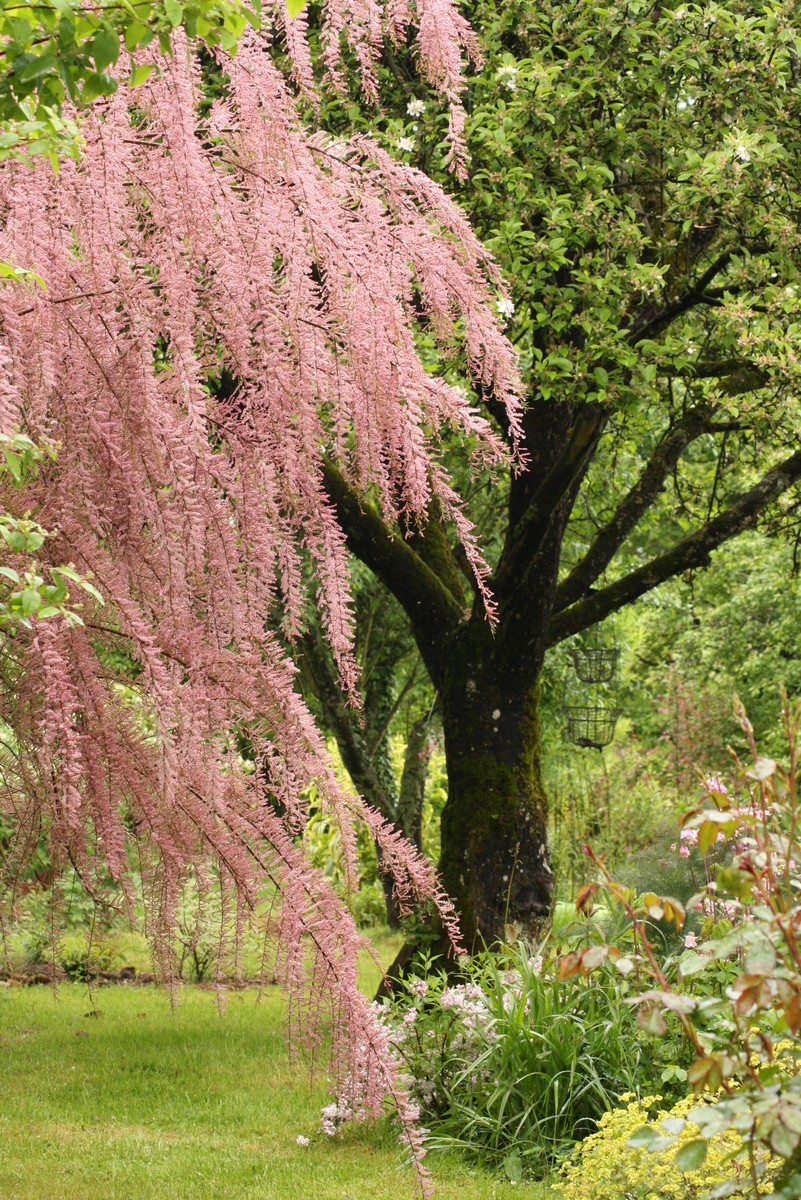 la vie en rose rencontre