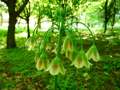 Honey Garlic, Greenbank Park