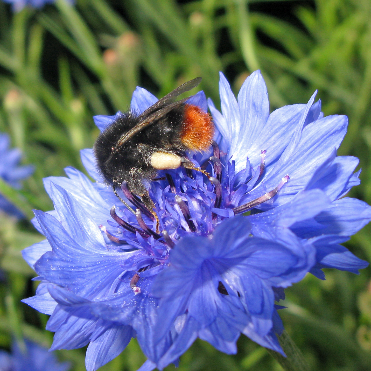Critter Sitter's Blog Chicory, Bees & Cornflower