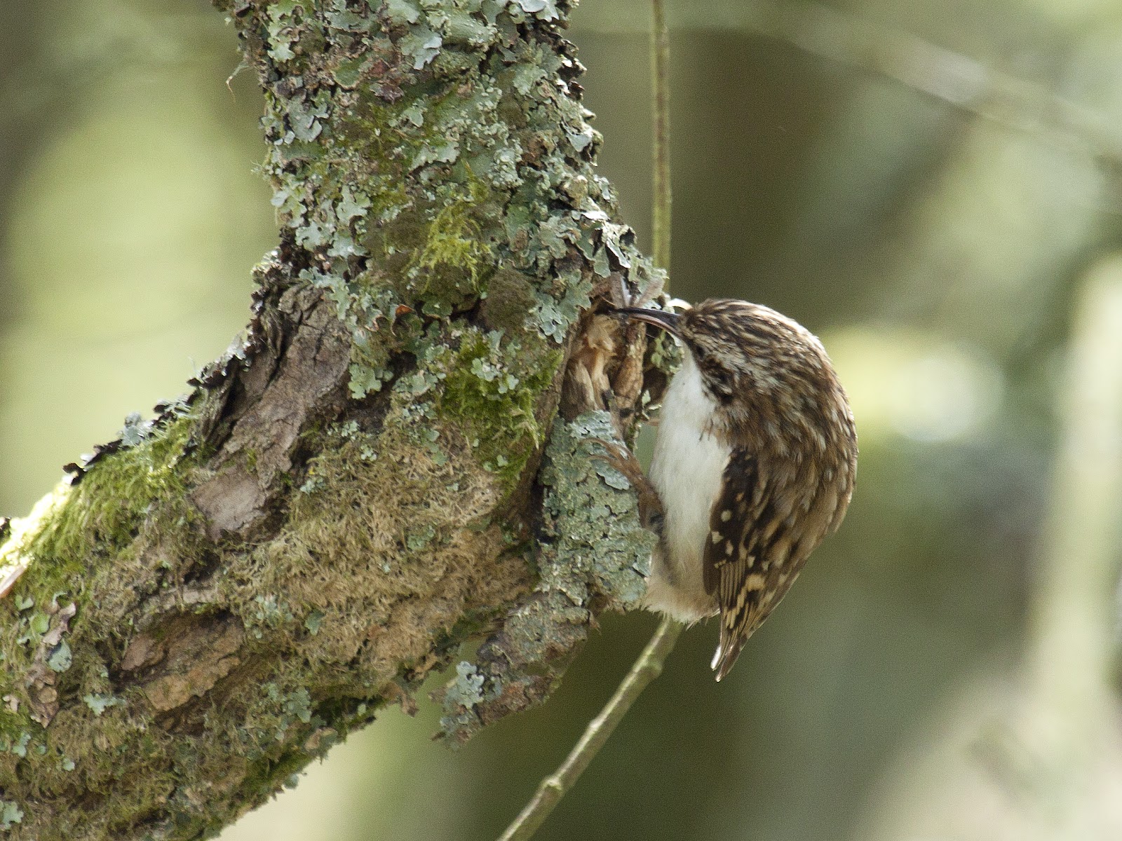 Sharpes birds Tree Creeper