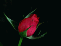 Mr. Lordi, Cuervo de Nixie Carrow Rose+Bloom+II