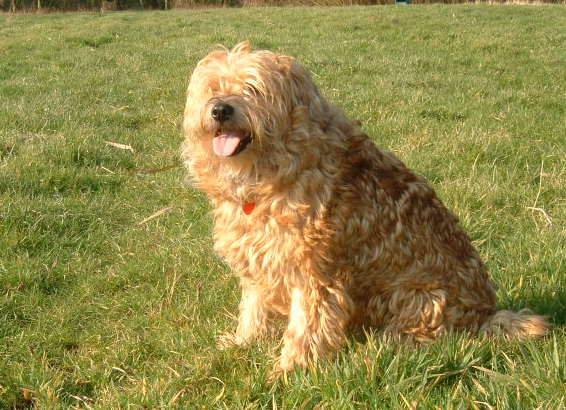 dutch smoushond (hollandse smoushond , smoushond) - pets cute and docile